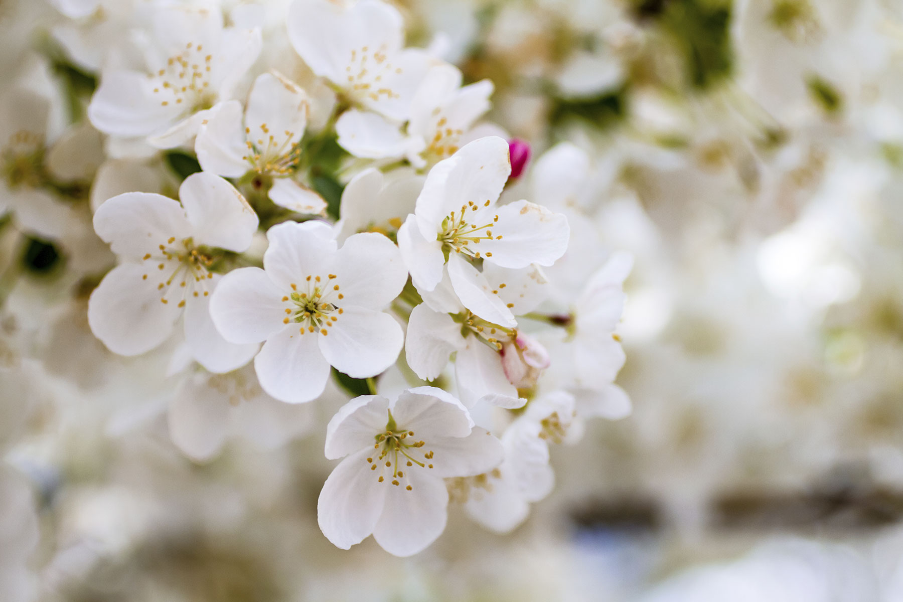 Flowering Crabapple